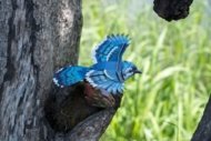MAKEBUG 3D popierinė delionė Blue Jay, MB-D-0056