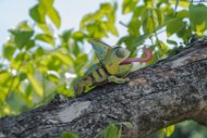 MAKEBUG 3D popierinė delionė Chameleon, MB-D-0050