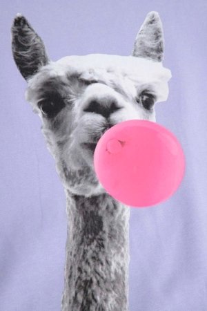 COCCODRILLO marškinėliai trumpomis rankovėmis, violetiniai, WC6143217VGB-016-110, 110 dydis 