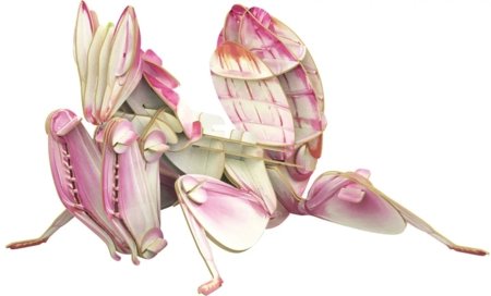 MAKEBUG 3D popierinė delionė Orchid Mantis, MB-B-0003 