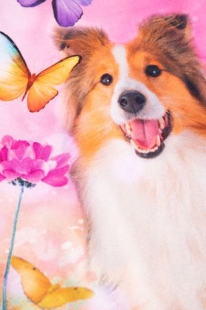 COCCODRILLO marškinėliai trumpomis rankovėmis, spalvoti, WC6143206FGK-022-092 