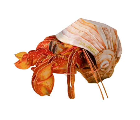 MAKEBUG 3D popierinė delionė Hermit Crab, MB-B-0008 