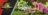 JURASSIC WORLD dinozauras Distortus Rex, JGB58   