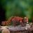 MAKEBUG 3D popierinė delionė Red Panda, MB-B-0013 