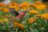 MAKEBUG 3D popierinė delionė Hummingbird, MB-D-0058 