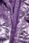 COCCODRILLO striukė OUTERWEAR GIRL KIDS, violetinė, cm