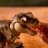 PRIMAL HATCH interaktyvus žaidimas Jurassic World, 6076597 