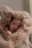 LODGER žieminis vokelis į vežimėlį TEDDY, 0-9 mėn., Beige, WPT 630 
