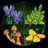 11505 LEGO® Botanicals Miško grybai 