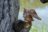 MAKEBUG 3D popierinė delionė Great Horned Owl, MB-D-0059 
