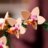 10343 LEGO® Botanical Collection Mini orchidėja 