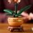 10343 LEGO® Botanical Collection Mini orchidėja 